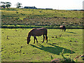 Horses in a field near Gainerhill