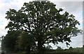 Tree by Birmingham Road, Five Ways