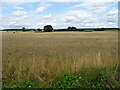 Cereal crop near Woodmancote