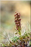 HP6310 : Frog Orchid (Coeloglossum viride), Keen of Hamar by Mike Pennington