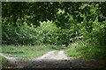 Footpath, Friston Forest