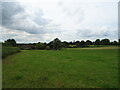 Grazing near Twyning