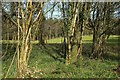 SX8283 : Trees near Beesleigh Copse by Derek Harper