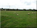 Sheep grazing, Rudgeway Ground