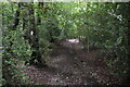 Path into Parsonage Wood