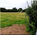 North through a field, Llangwm, Monmouthshire