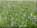 Field scabious