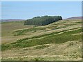 NY8087 : Moorland and plantation above the Greenhaugh Burn by Oliver Dixon