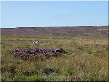 NY8589 : Moorland at White Rigg by Oliver Dixon