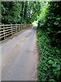 Road between greenery and a wooden fence, Llangwm, Monmouthshire