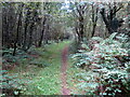 Llwybr i Fryn-tywarch / Path to Bryn-tywarch