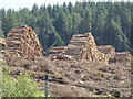 NR9381 : Log piles by the B8000 road by Thomas Nugent
