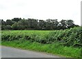 NZ0747 : Overgrown roadside verge by Robert Graham