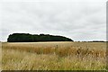 Hinderclay: Cereal crop with Hinderclay Wood in the background