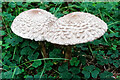 NH6953 : Fungi on Wood Hill, Munlochy Bay by Julian Paren