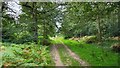 Woodland track on Ashtead Common