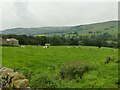 Cows at Birks Farm