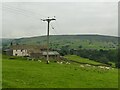 Sheep at Near Leys Farm