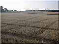 Barley stubble, Bertha Park