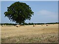 SO5649 : Oak tree and straw bales by Philip Halling