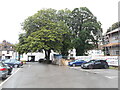 SU1541 : Chestnut tree in a carpark  by Anthony Vosper