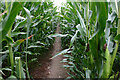 Footpath through sweetcorn near Kingsdown