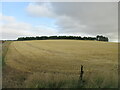 Field near the Hill of Den