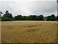 Field near Pitcaple