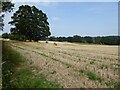 SO5452 : Stubble field near Broadfield Court by Philip Halling