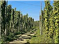 Hop field off Bullen Lane