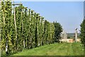 Hop field off Bullen Lane