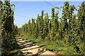 Hop field off Bullen Lane