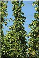 Hop field off Bullen Lane