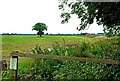 Farmland near Acaster Malbis