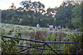 Ashridge : Grassy Field & Horses