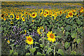 NT7437 : A sunflower field at Ednam by Walter Baxter