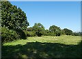 Sheep pasture, east of Trusham Cross