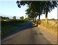 Tree lined rural road