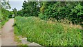 Disused Canal Branch