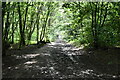 Bridleway, Kiln Wood