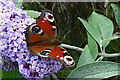 Peacock Butterfly (Inachis io)