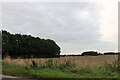 Field and woods by Barrington Road, Shepreth