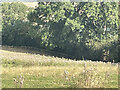 Field at Yewtree Farm, Frochas