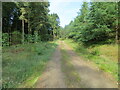 Tree-lined track giving access to Corrennie Croft