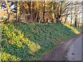 Bank with Snowdrops & Daffodils on Shiplate Road