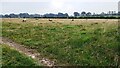 Sheep in field on NE side of Peter Gate near Stand End