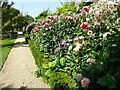 Dahlias at Rousham