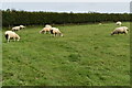 Sheep grazing above Wistlandpound Reservoir