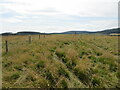 The rough grass top of Corsindae Hill