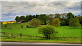 Fields near Tranwell Farm